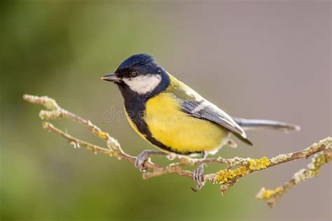 naturtitten|natur.